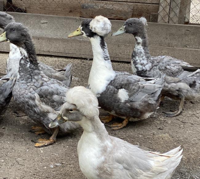 Власне господарство