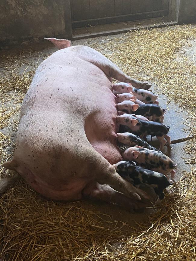 Власне господарство